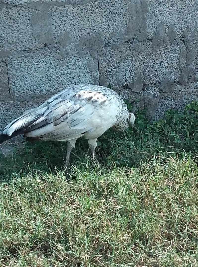 PEACOCK 3