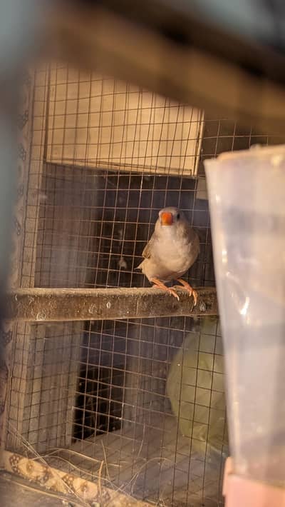 full orange female