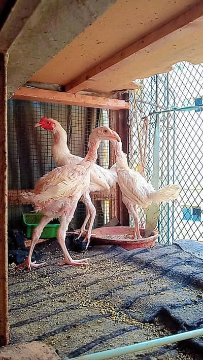 Heera Chicks