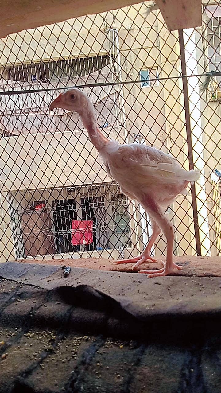 Heera Chicks 1