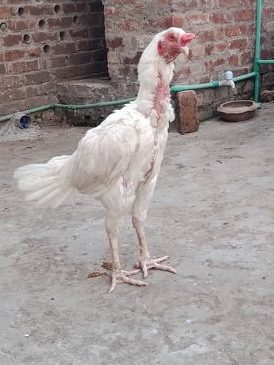 Heera aseel pair