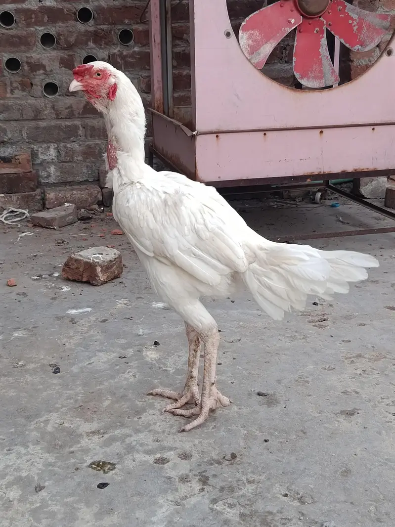 Heera aseel pair — photo 2