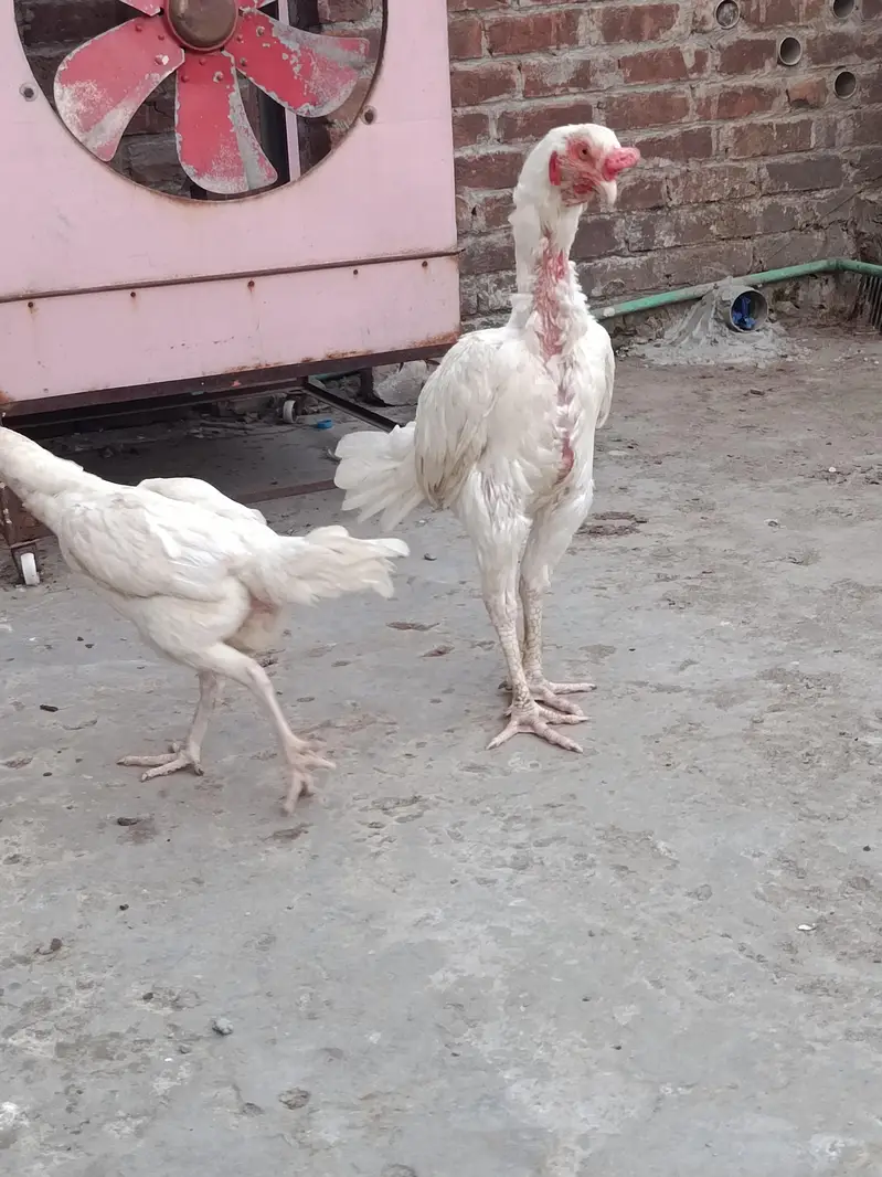 Heera aseel pair — photo 3