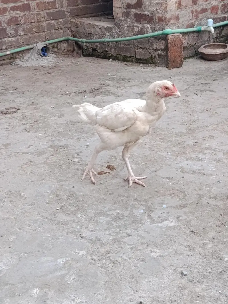 Heera aseel pair — photo 4