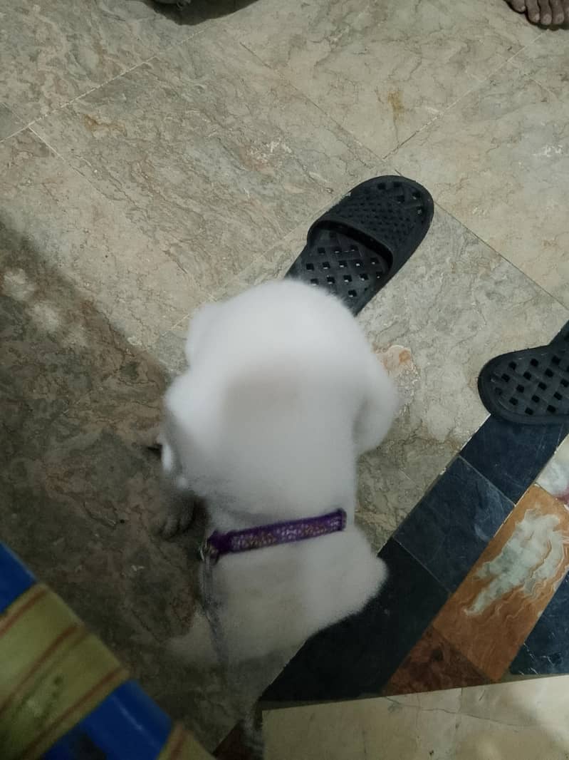 Labrador 0