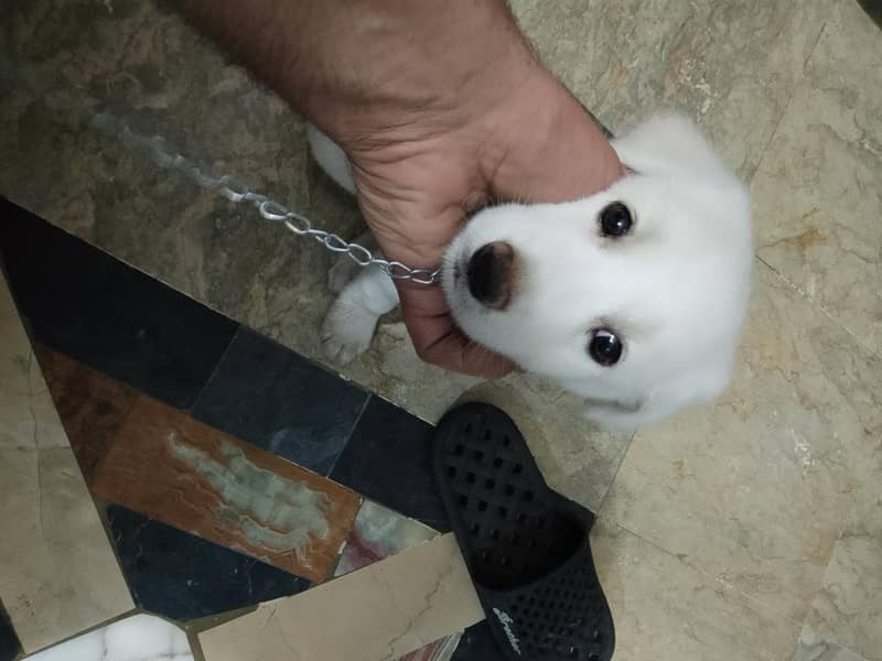 Labrador 1