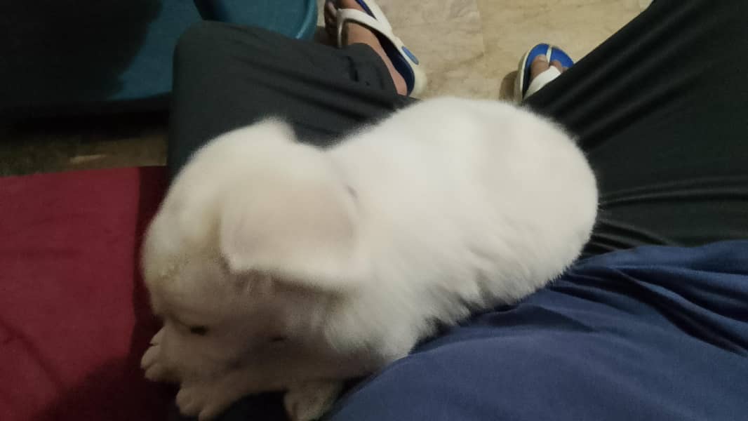 Labrador 2