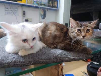 Persian cats