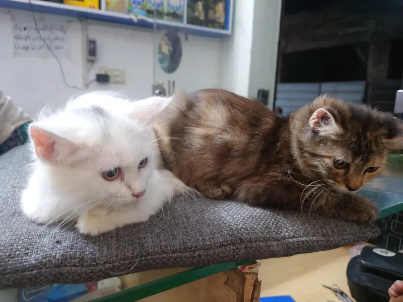 Persian cats — photo 2