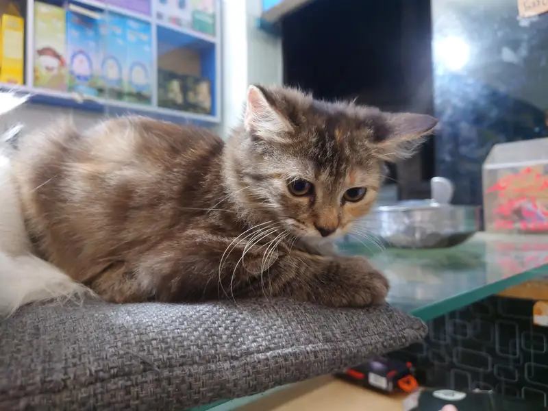 Persian cats — photo 3