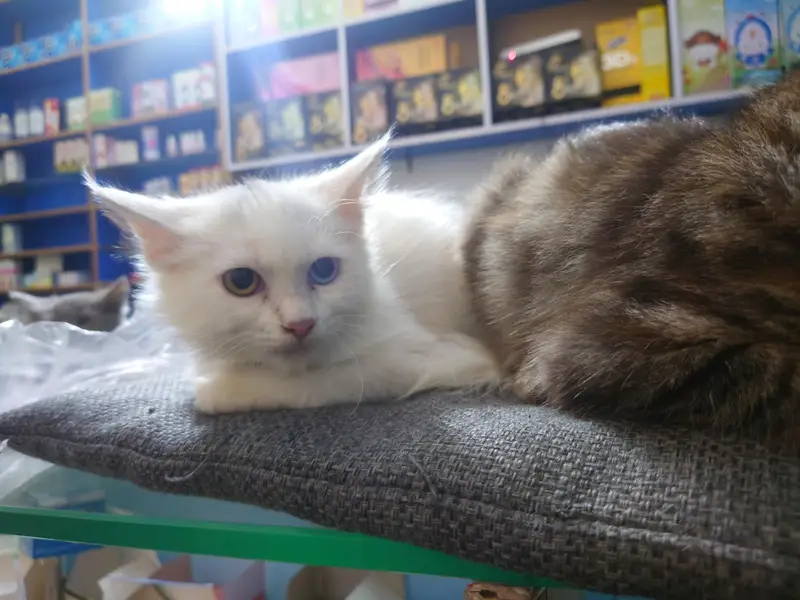 Persian cats — photo 4