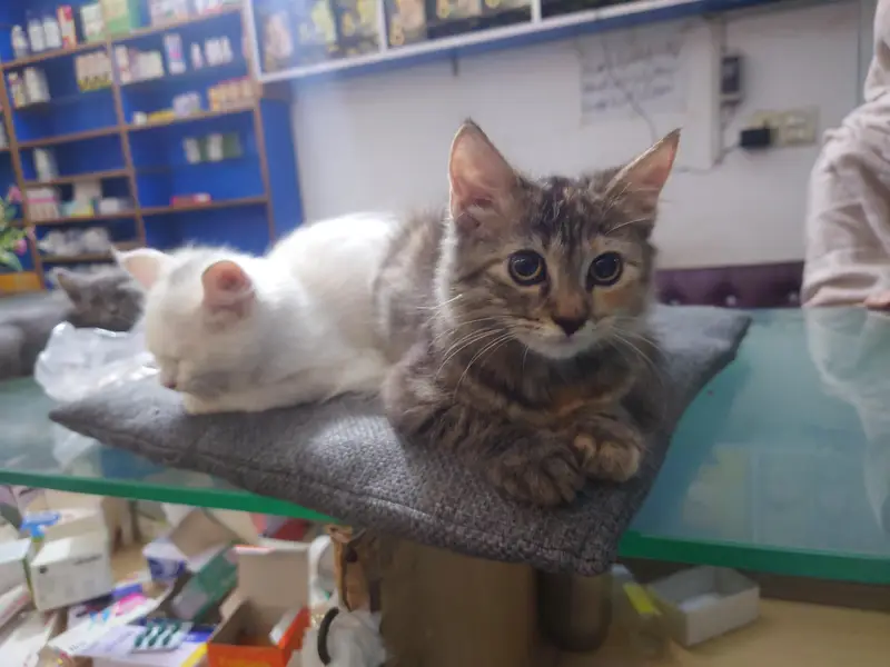 Persian cats — photo 5