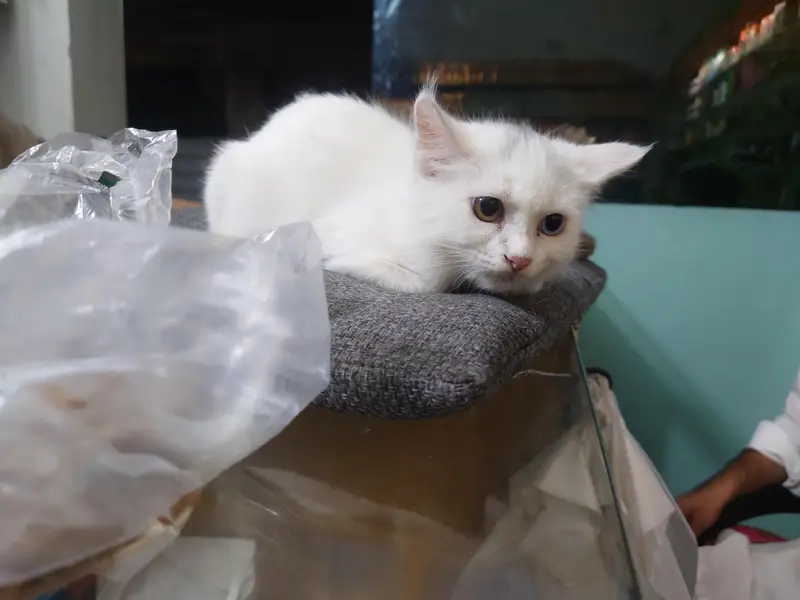 Persian cats — photo 6