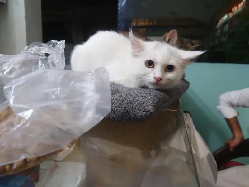 Persian cats — photo 7
