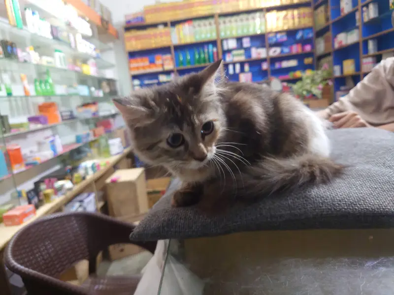 Persian cats — photo 8