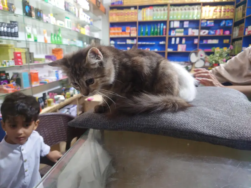 Persian cats — photo 9