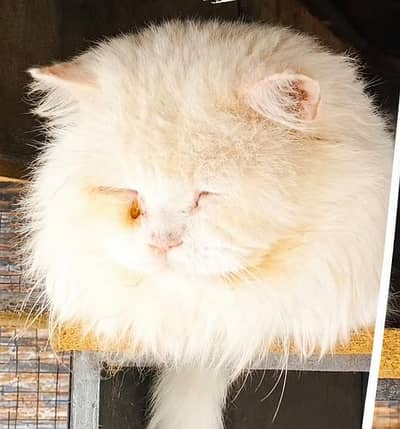 Persian cats and kitten for sale