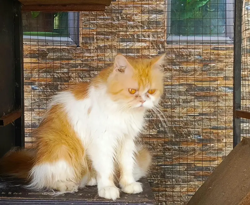 Persian cats and kitten for sale — photo 2