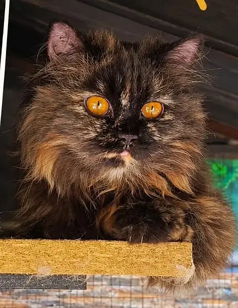 Persian cats and kitten for sale — photo 3