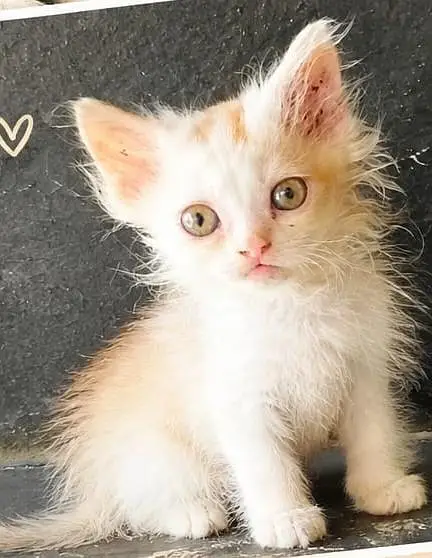 Persian cats and kitten for sale — photo 4