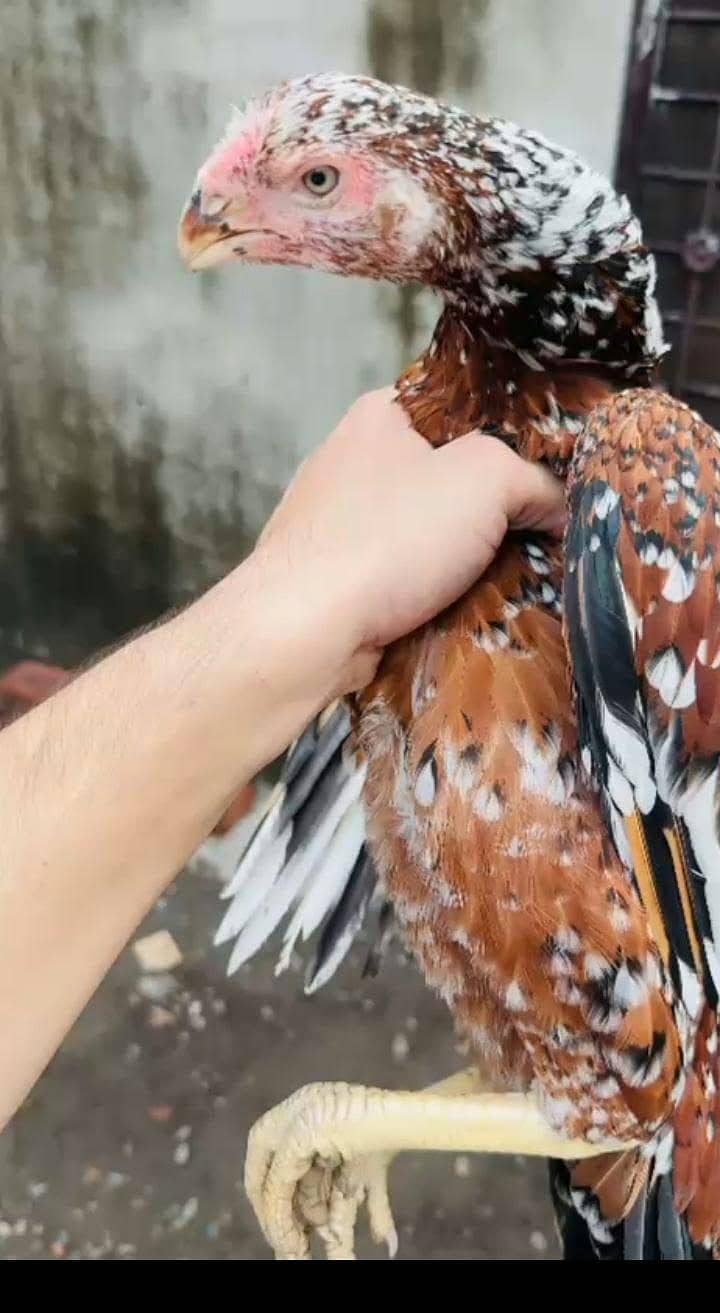 اصیل انڈین لانگ ٹیل پیرٹ بیک کی خوبصورت مادی برائے فروخت 1
