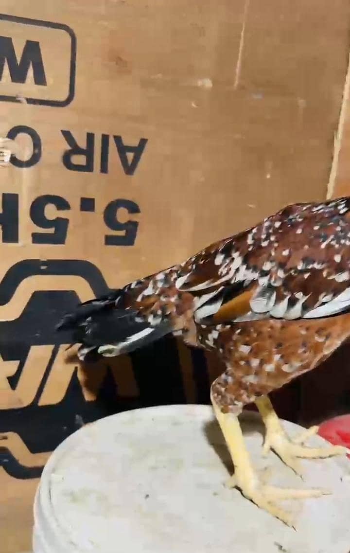 اصیل انڈین لانگ ٹیل پیرٹ بیک کی خوبصورت مادی برائے فروخت 3