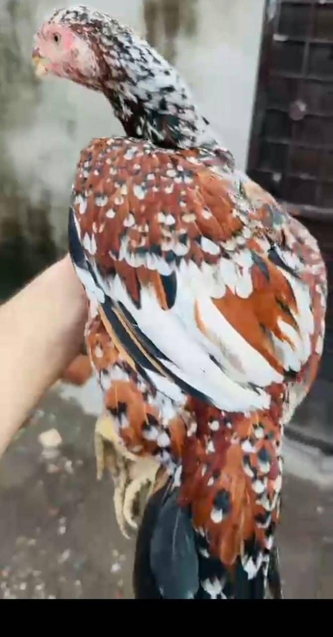اصیل انڈین لانگ ٹیل پیرٹ بیک کی خوبصورت مادی برائے فروخت 5