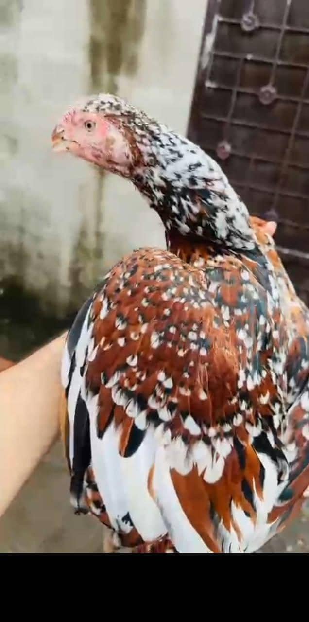 اصیل انڈین لانگ ٹیل پیرٹ بیک کی خوبصورت مادی برائے فروخت 6