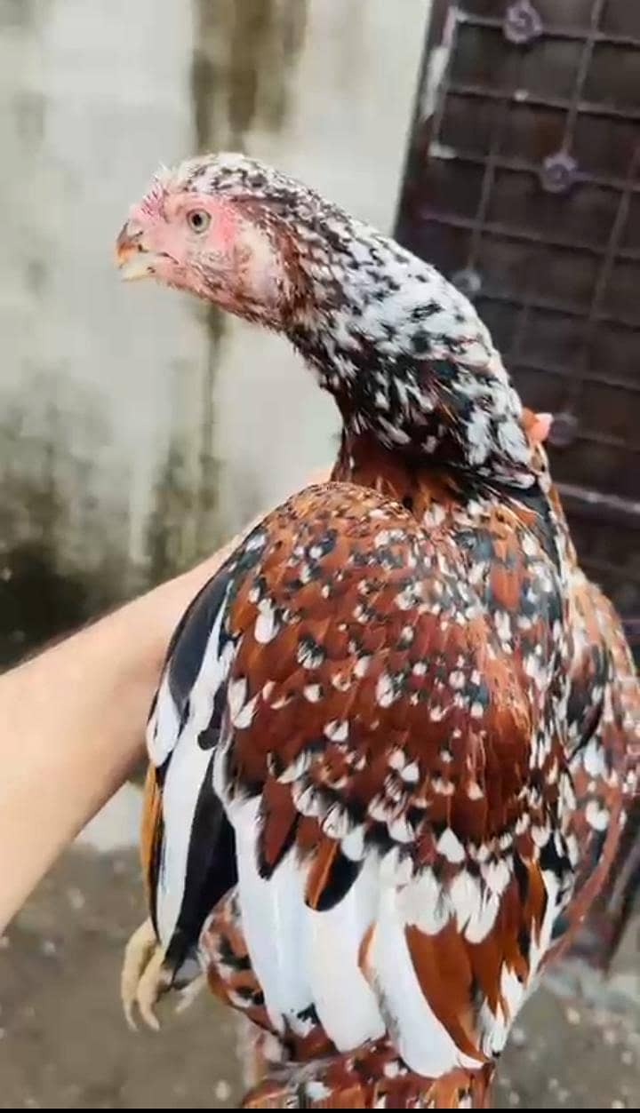 اصیل انڈین لانگ ٹیل پیرٹ بیک کی خوبصورت مادی برائے فروخت 7