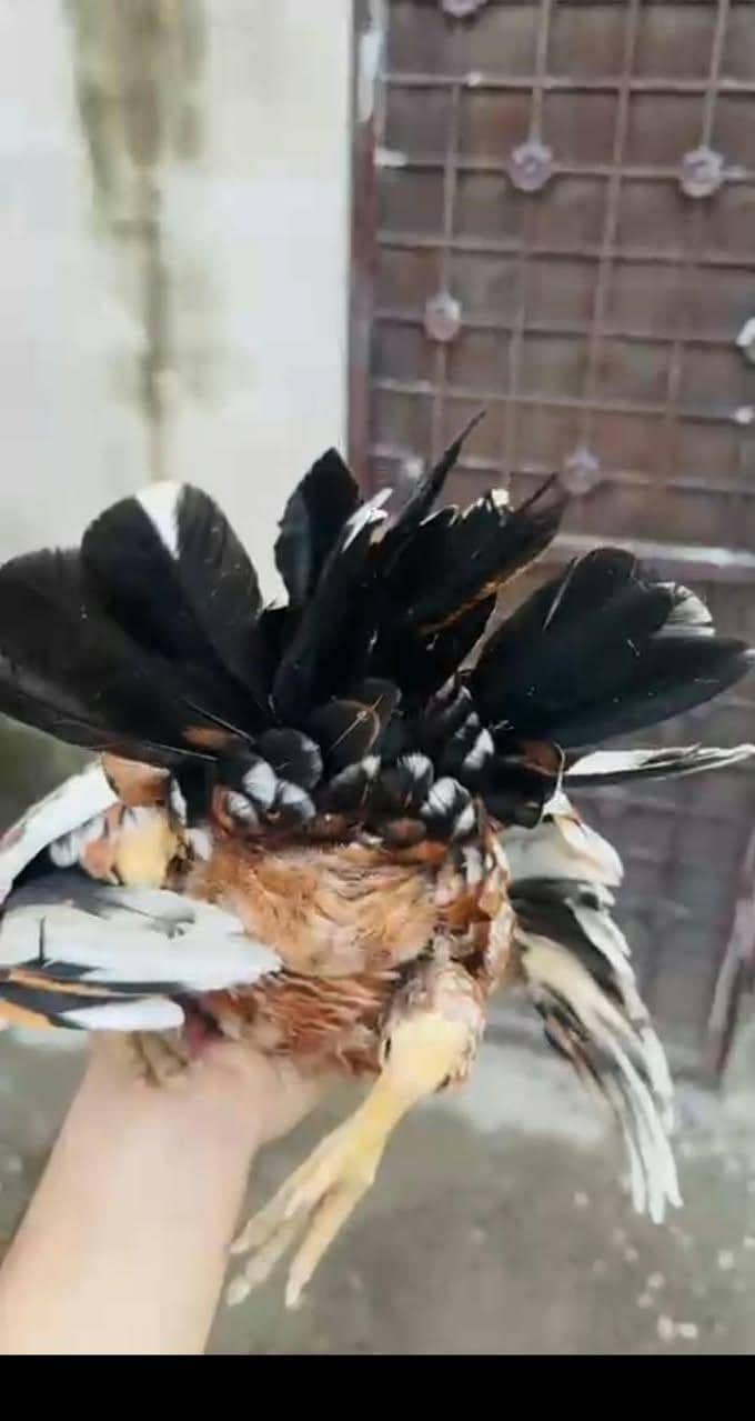 اصیل انڈین لانگ ٹیل پیرٹ بیک کی خوبصورت مادی برائے فروخت 9