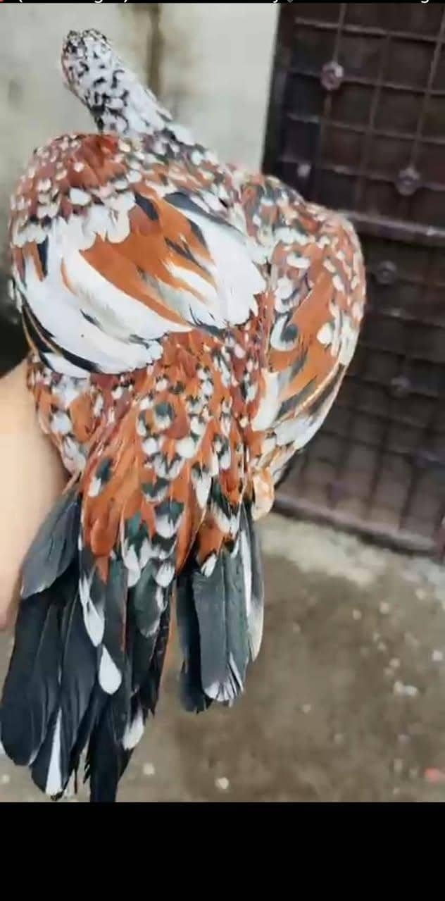 اصیل انڈین لانگ ٹیل پیرٹ بیک کی خوبصورت مادی برائے فروخت 11