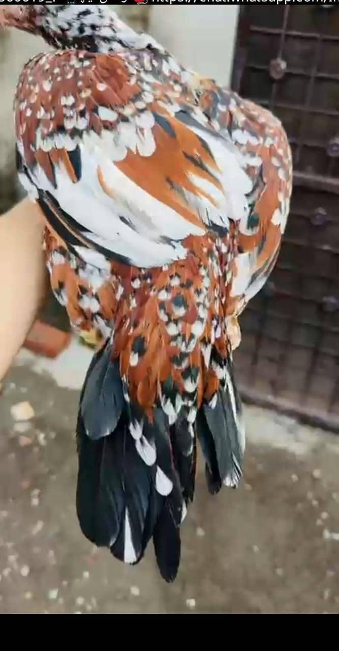 اصیل انڈین لانگ ٹیل پیرٹ بیک کی خوبصورت مادی برائے فروخت 12
