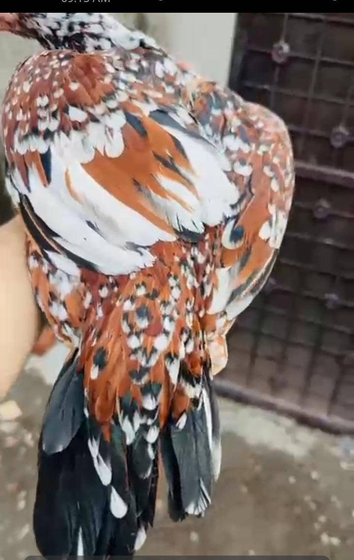 اصیل انڈین لانگ ٹیل پیرٹ بیک کی خوبصورت مادی برائے فروخت 13