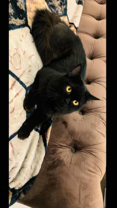 BLACK PERSIAN MALE CAT URGENT DOUBLE COATED FOR SALE.