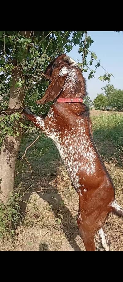 breeder bakra for sell