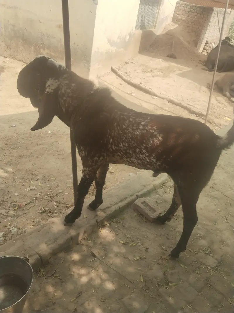 breeder bakra for sell — photo 2