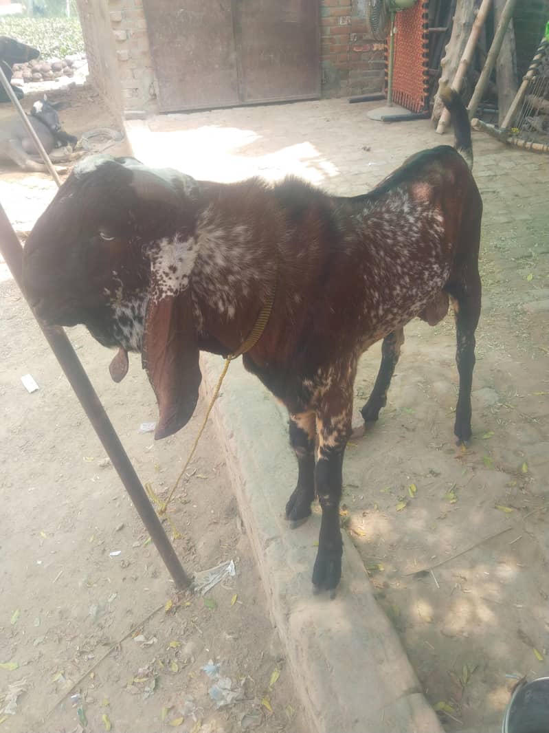 breeder bakra for sell 2