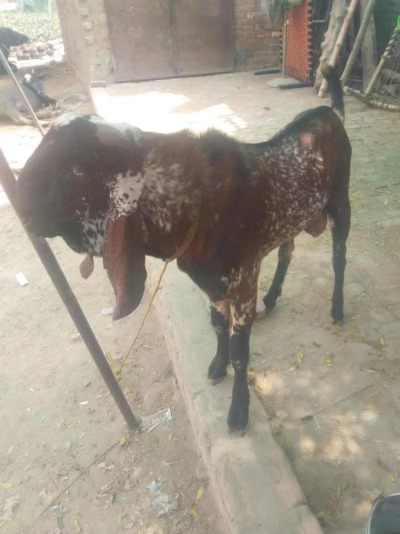 breeder bakra for sell — photo 3