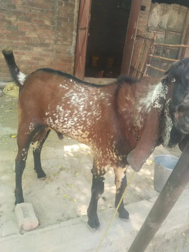 breeder bakra for sell — photo 4