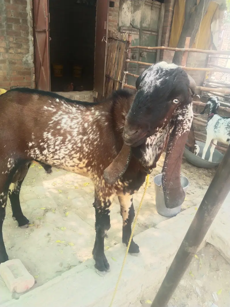 breeder bakra for sell — photo 5