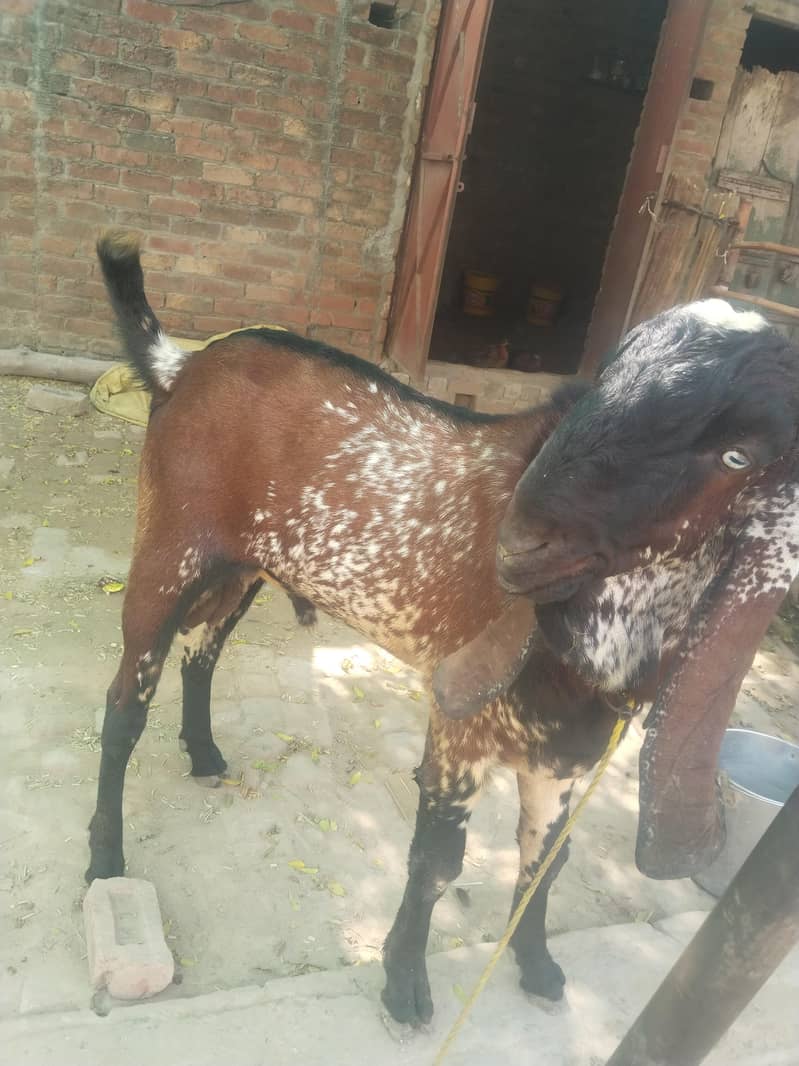 breeder bakra for sell 5