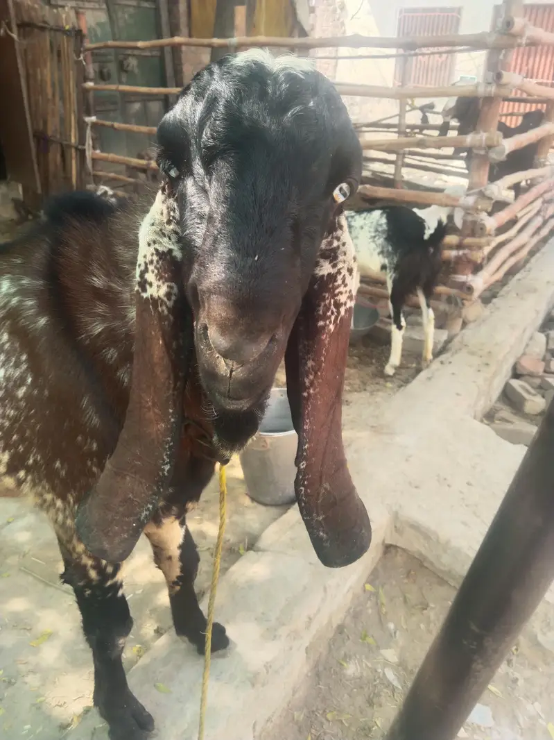 breeder bakra for sell — photo 7