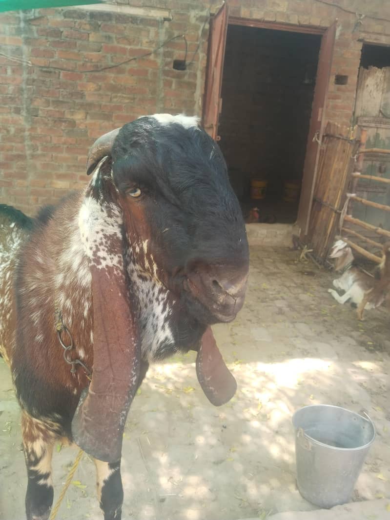 breeder bakra for sell 7
