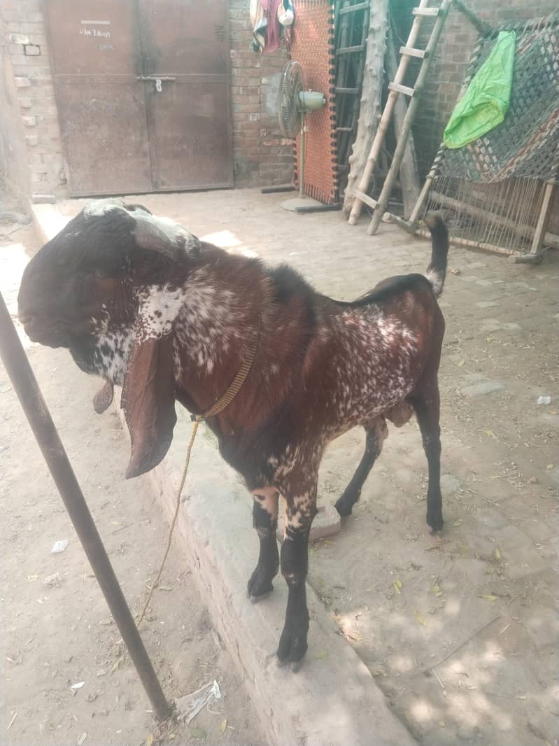 breeder bakra for sell 8
