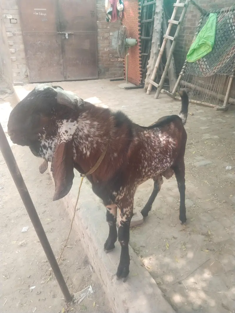 breeder bakra for sell — photo 9