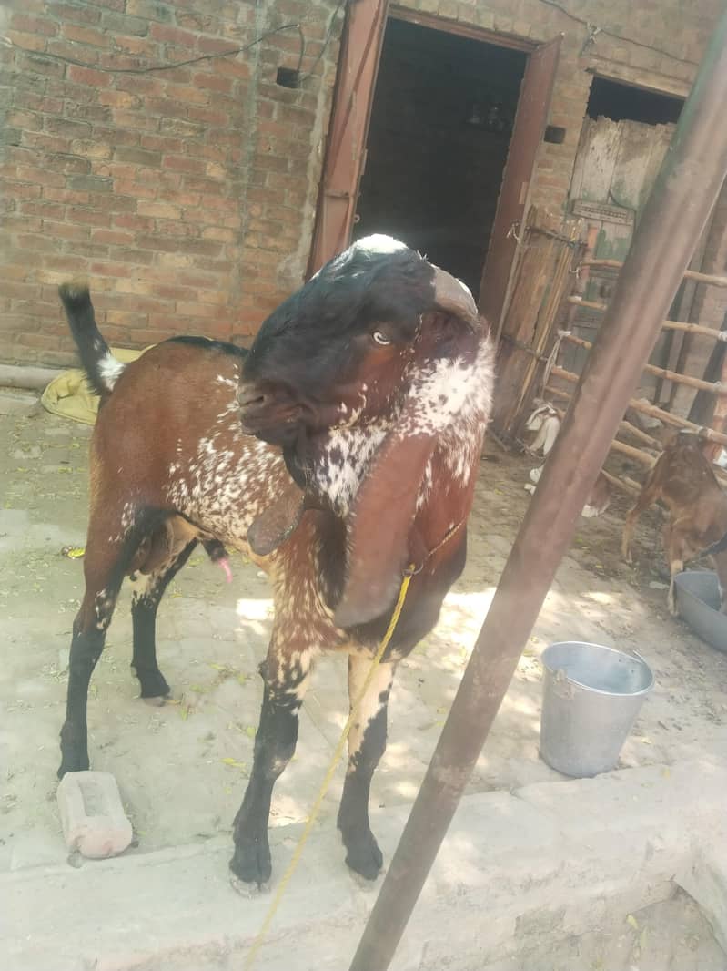 breeder bakra for sell 9
