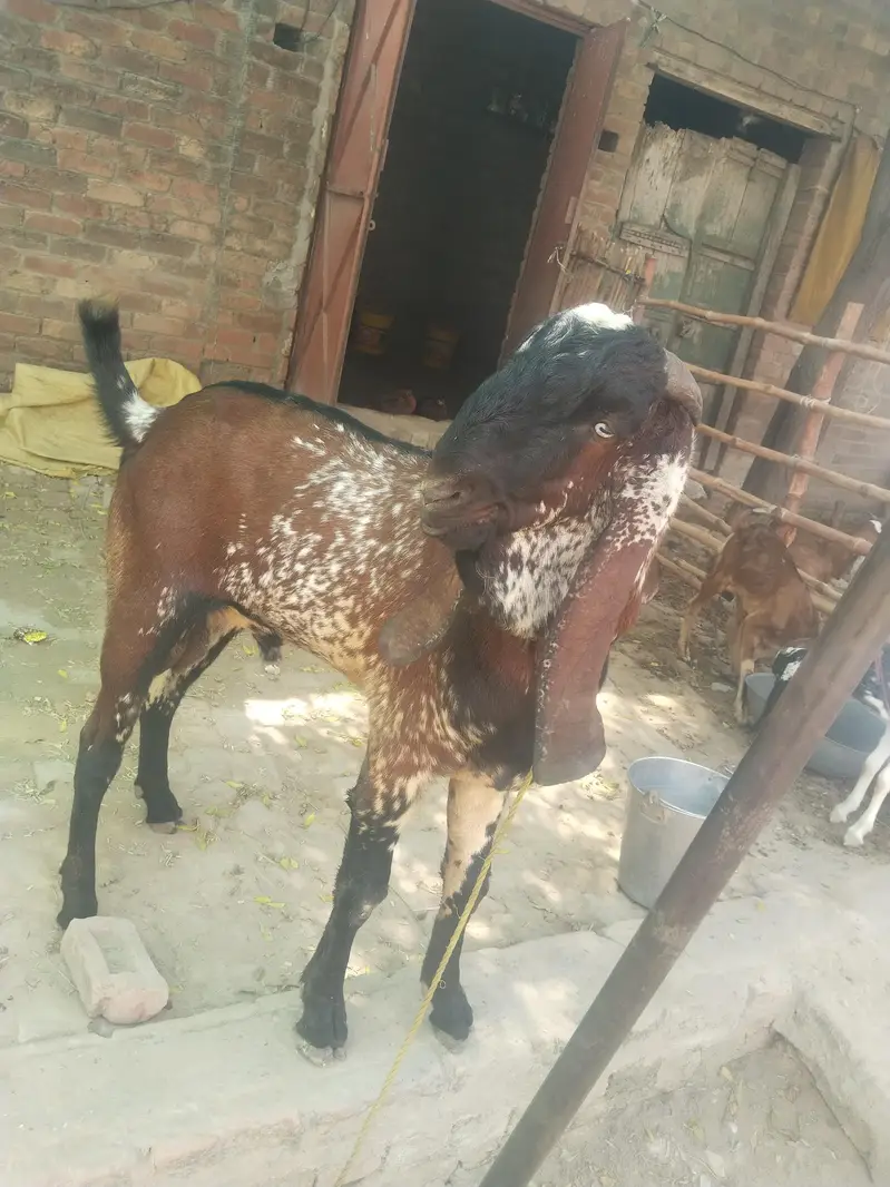 breeder bakra for sell — photo 11