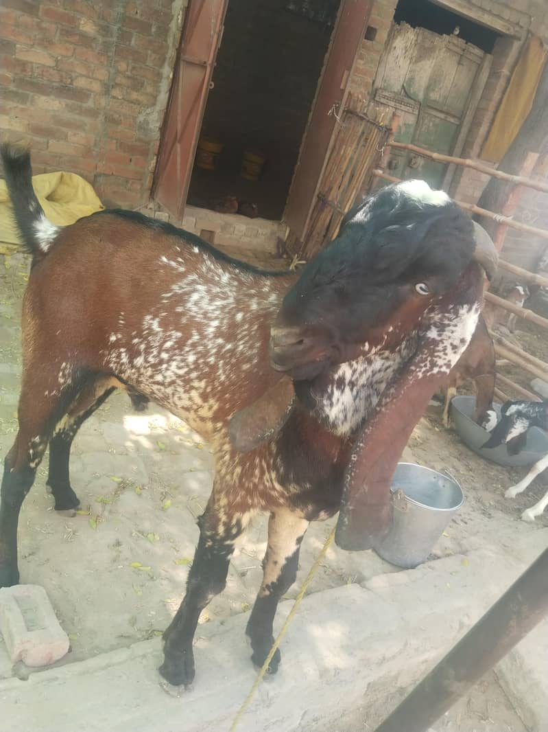 breeder bakra for sell 11