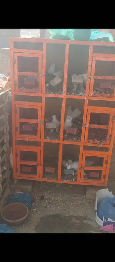 6 portion cage wood
