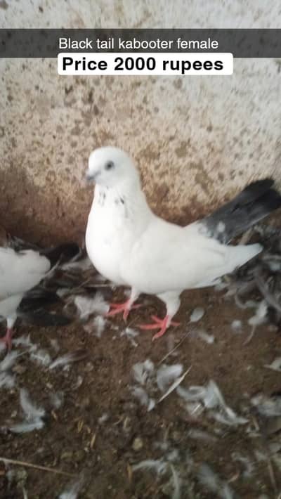for sale male and female pigeon